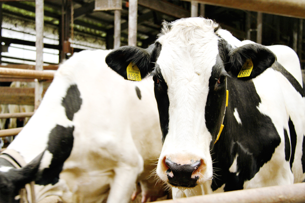 衛生的な牛舎で搾乳が行われます。